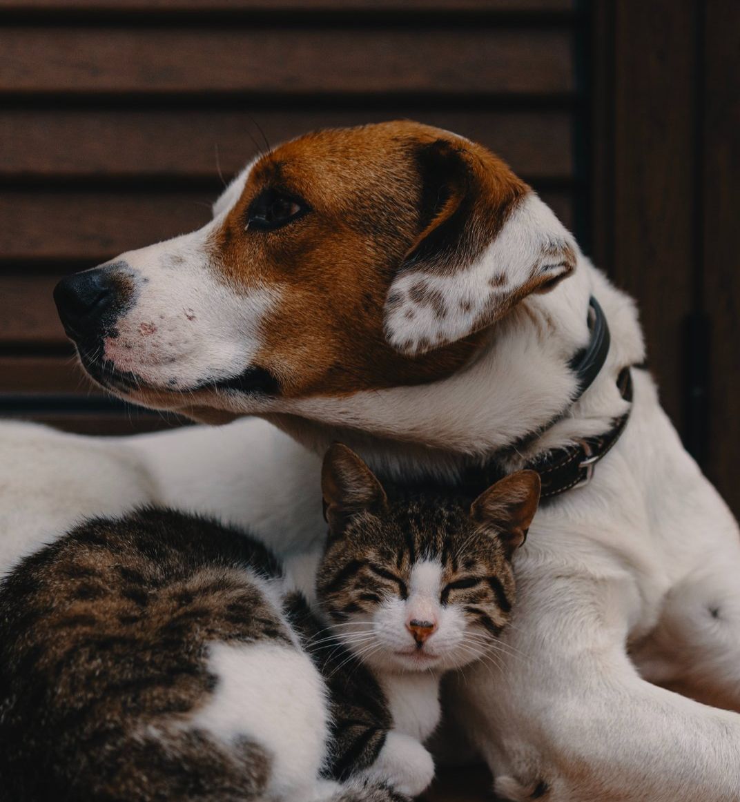 Photo by <a href="https://unsplash.com/es/@alecfavale?utm_source=unsplash&utm_medium=referral&utm_content=creditCopyText">Alec Favale</a> on <a href="https://unsplash.com/s/photos/pets?license=free&utm_source=unsplash&utm_medium=referral&utm_content=creditCopyText">Unsplash</a>   